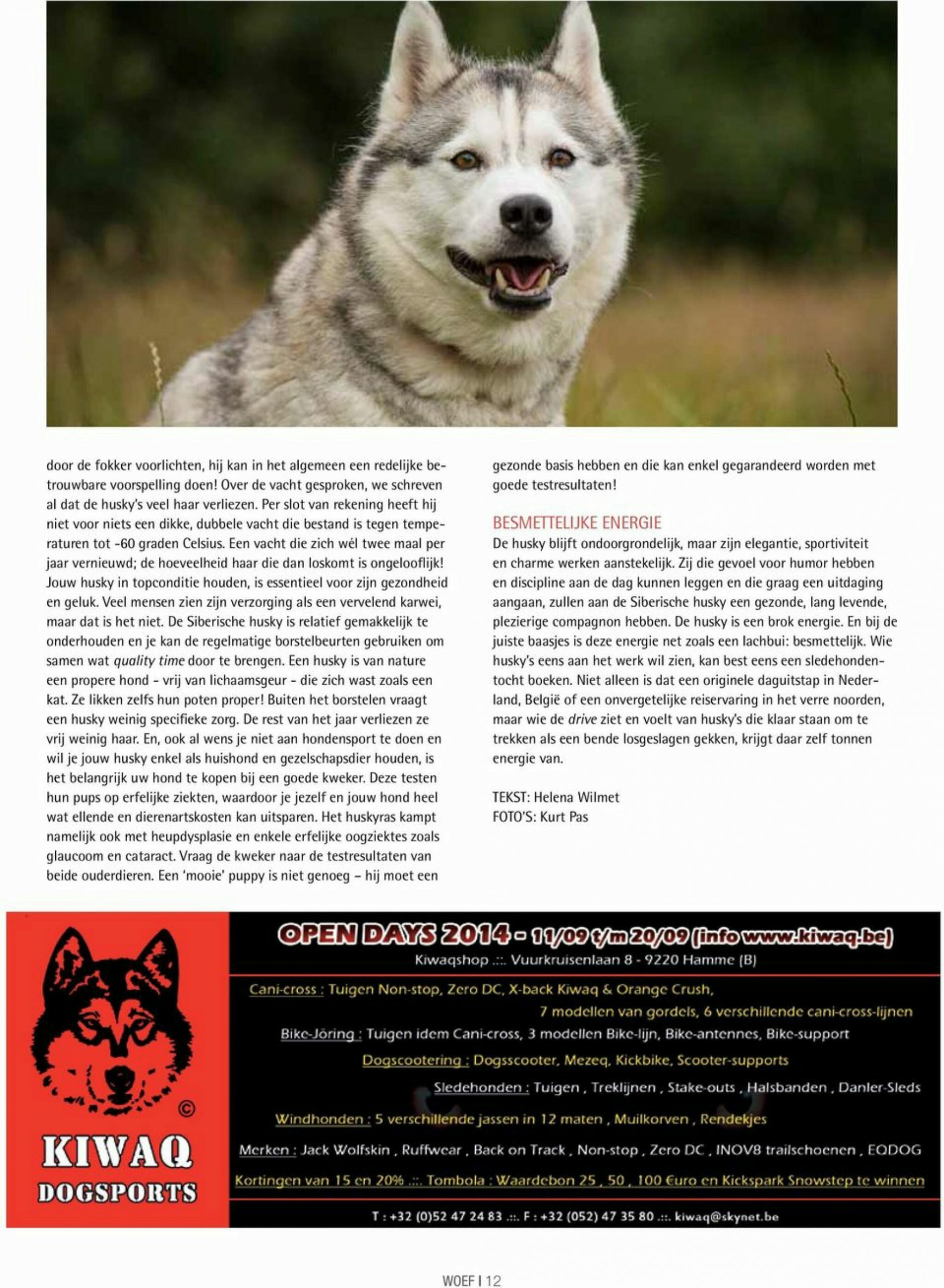 15 Wolfachtige Hondenrassen Voor Een Adembenemend Huisdier
