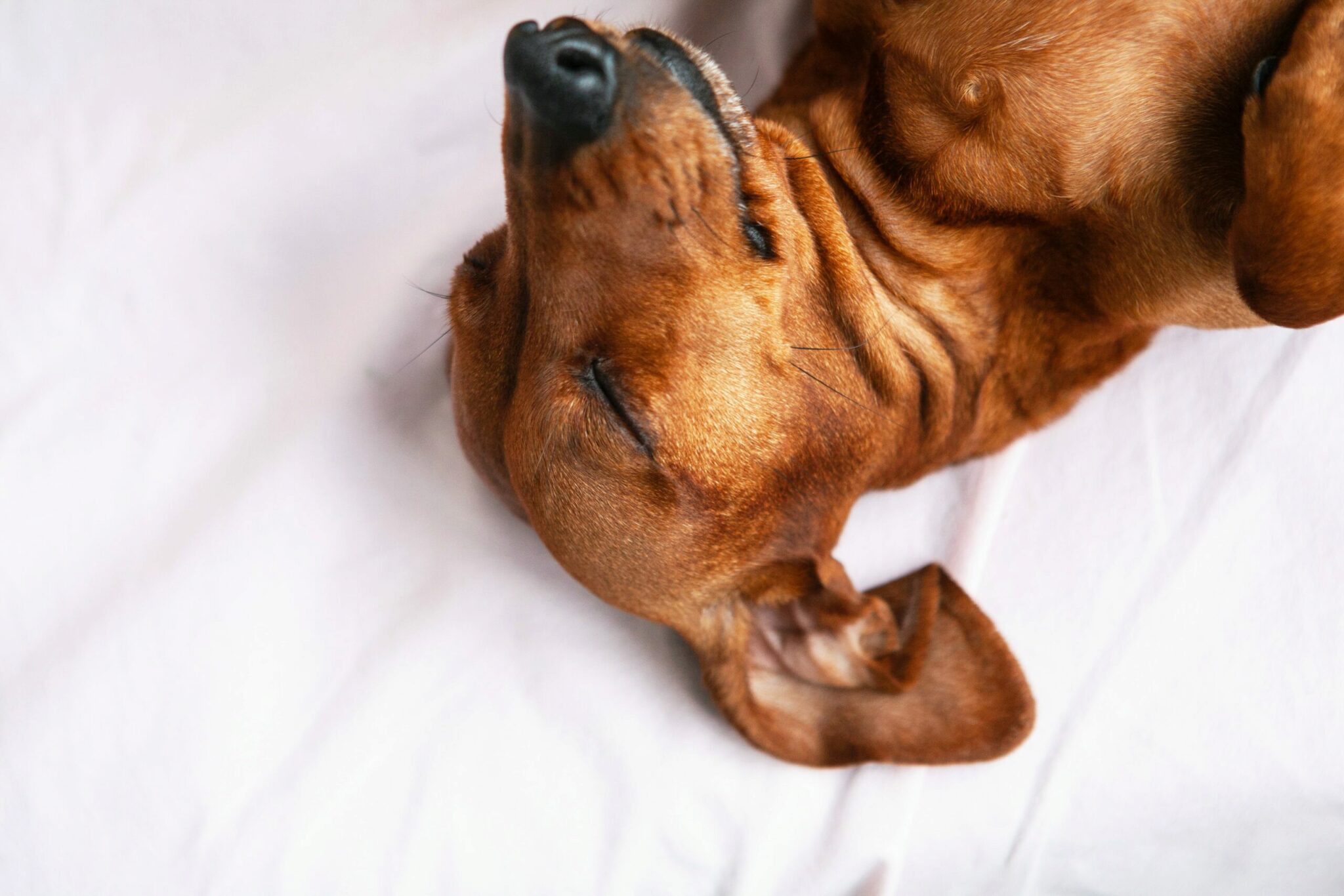 Beste CBD-hondensnoepjes In 2022 Om De Angst En Pijn Van Honden Te Verminderen