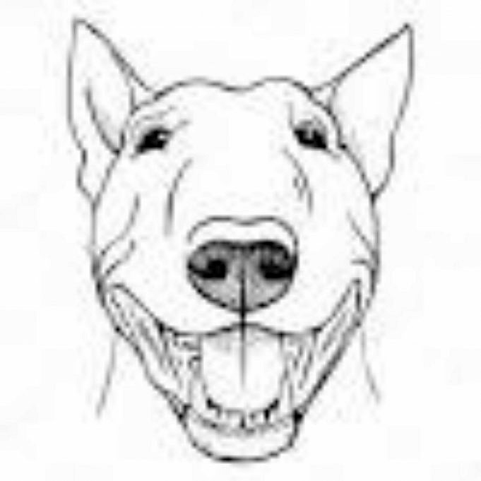 Bull Terrier Hondenras Info. Foto's, Persoonlijkheid En Feiten
