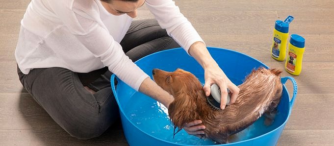 Dit Zijn De 5 Beste Hondenbaden Om Je Puppy Schoon Te Maken!