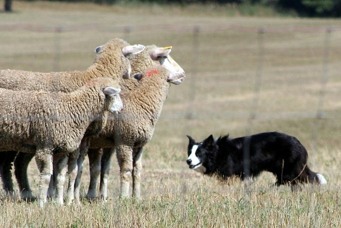 Herdershonden Proeven. Een Competitieve Hondensport