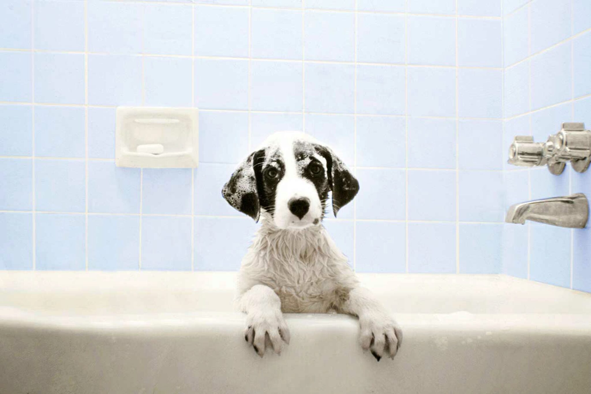 Hoe Geef Je Je Hond Een Bad Zonder Water?