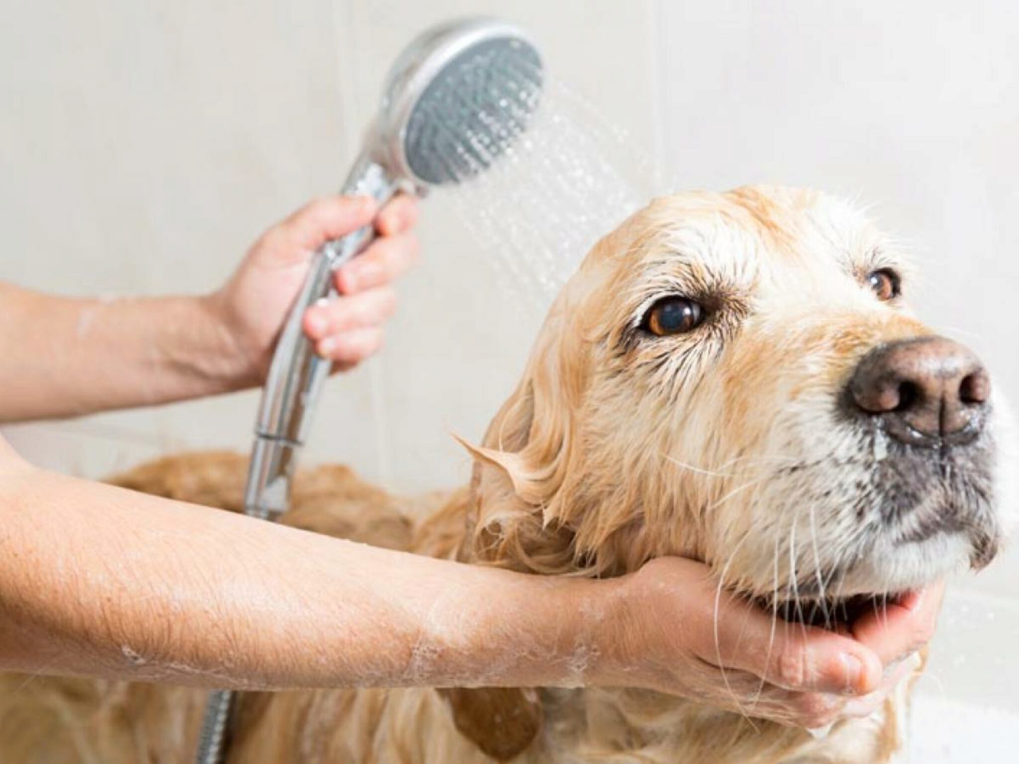 Kan Ik Mijn Hond Wassen Met Alleen Water?