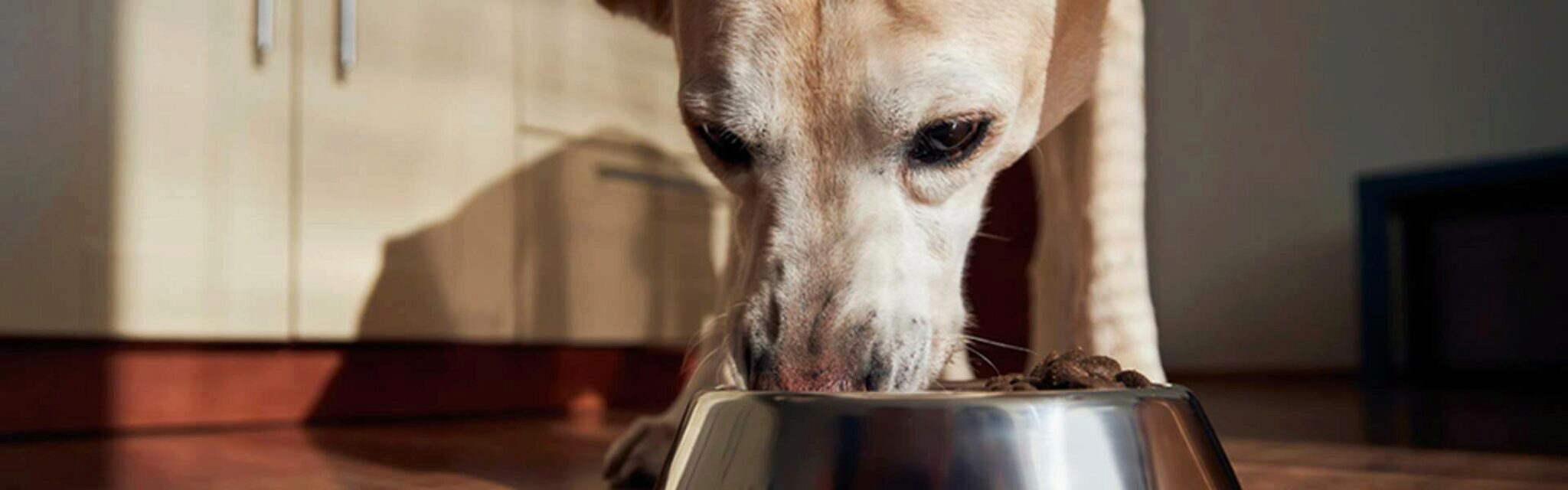 Kunnen Honden Pistachenoten Eten?