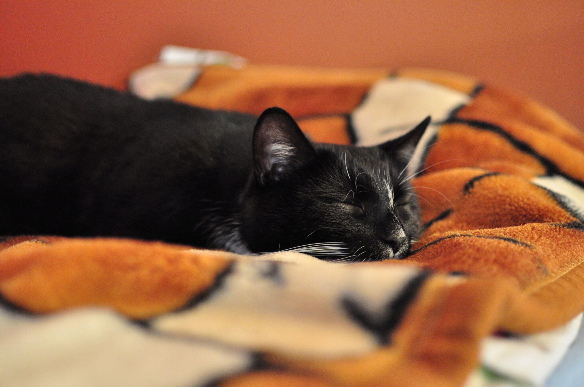Slaapt Uw Kat In De Kattenbak? Ontdek Waarom Uw Kat In De Kattenbak Slaapt!